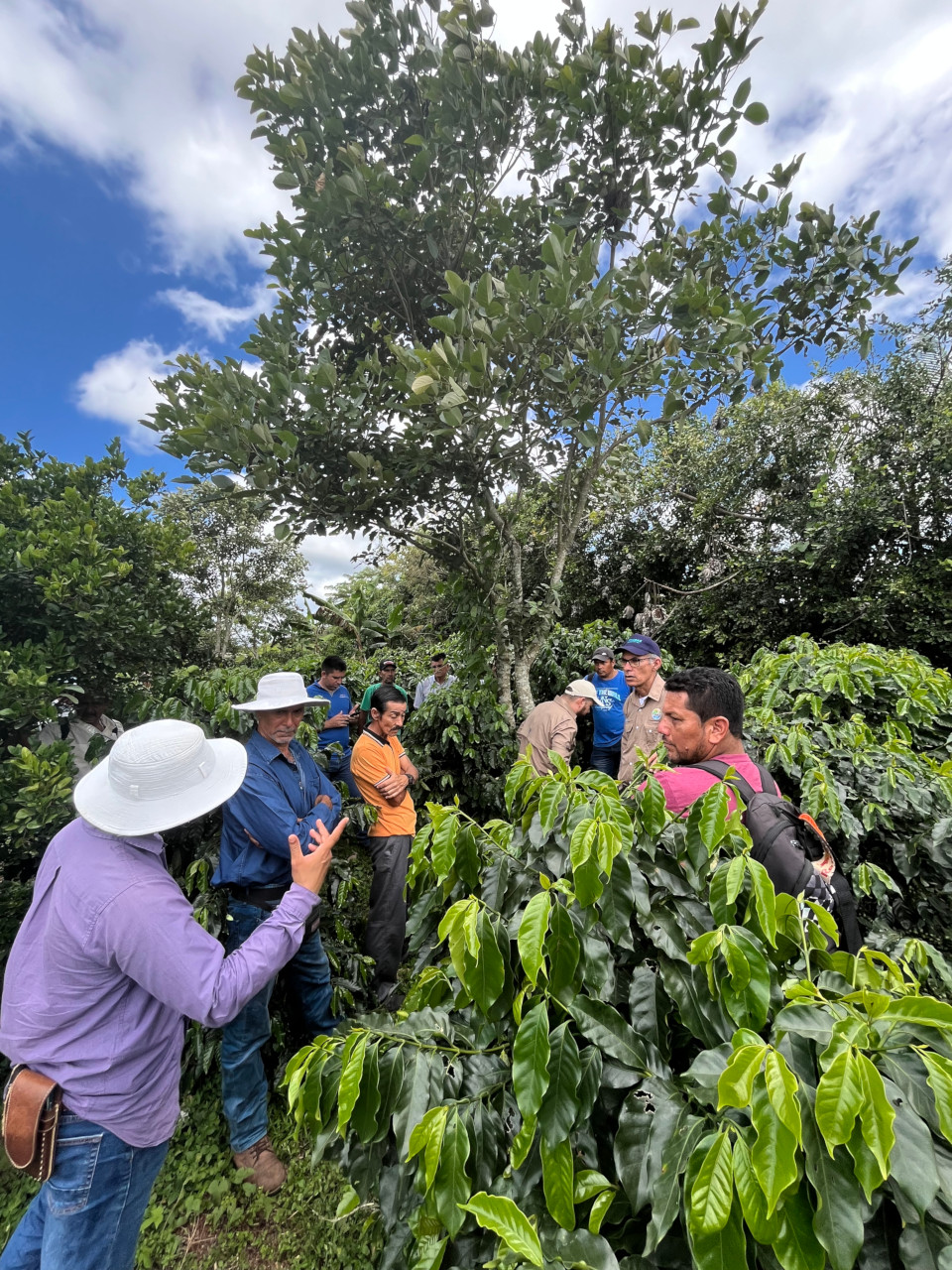 Capacitaciones en Buenas Prácticas Agrícolas NAMA Café y Transforma-Innova