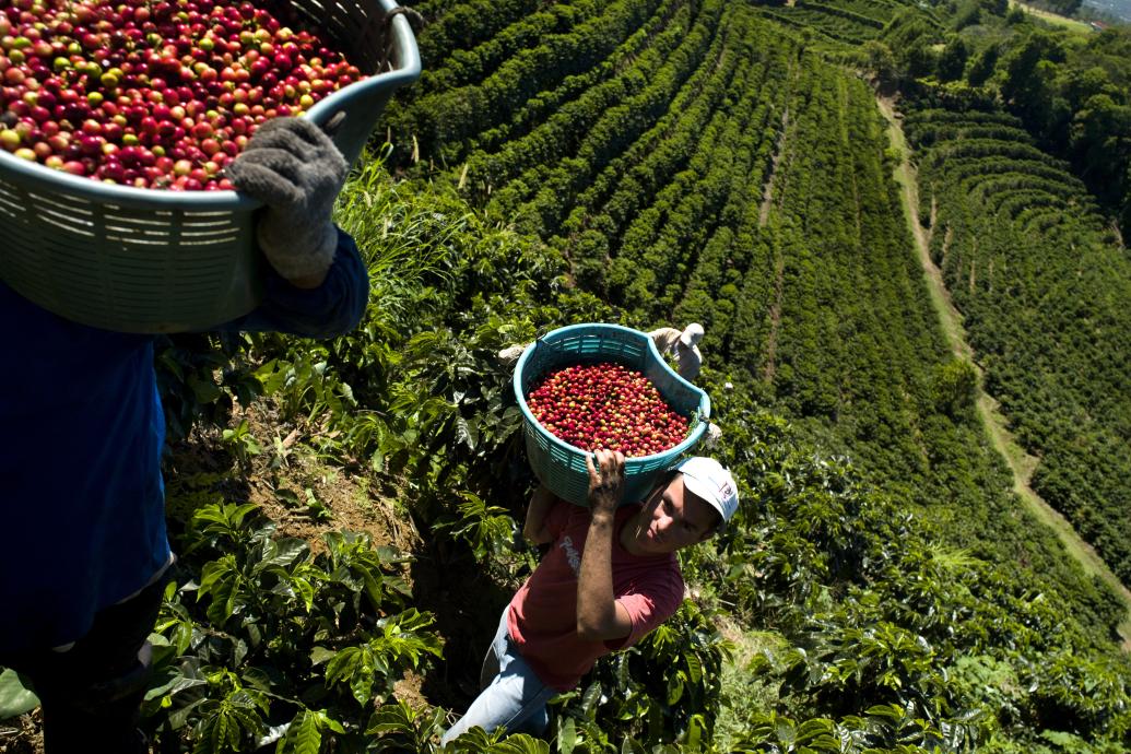 recolectores de café con canastos llenos de fruto