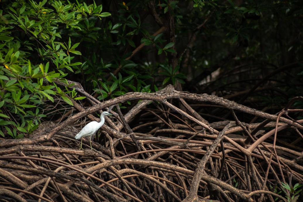 Mangrove