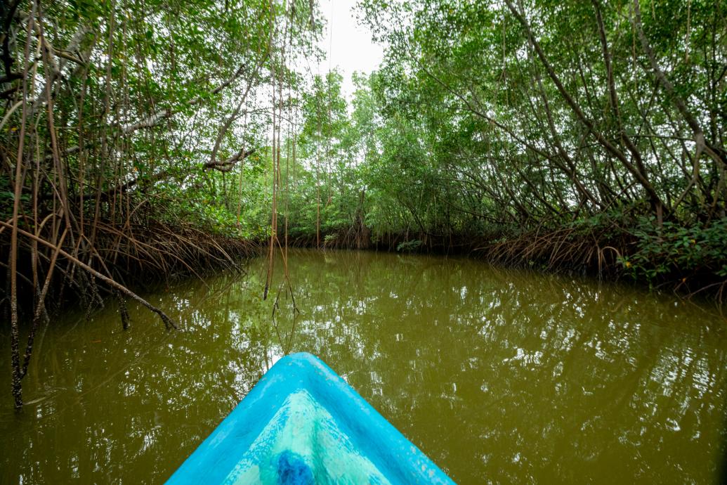 Manglar 01