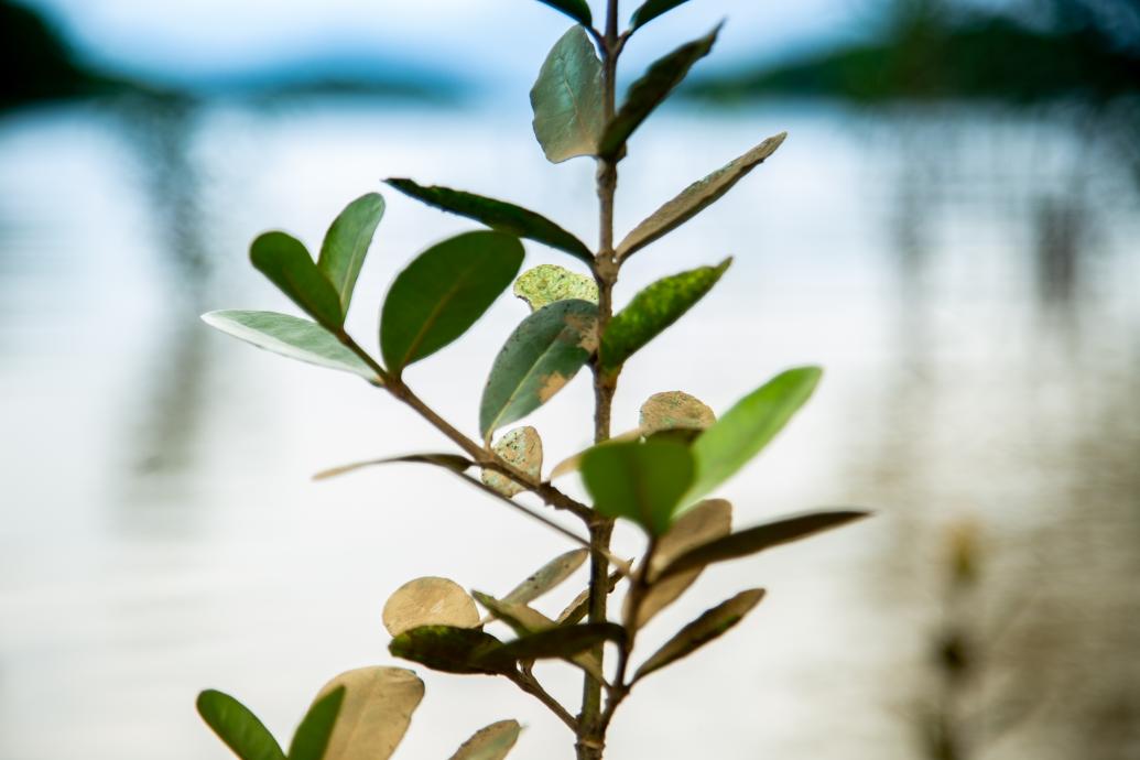 Manglar 03