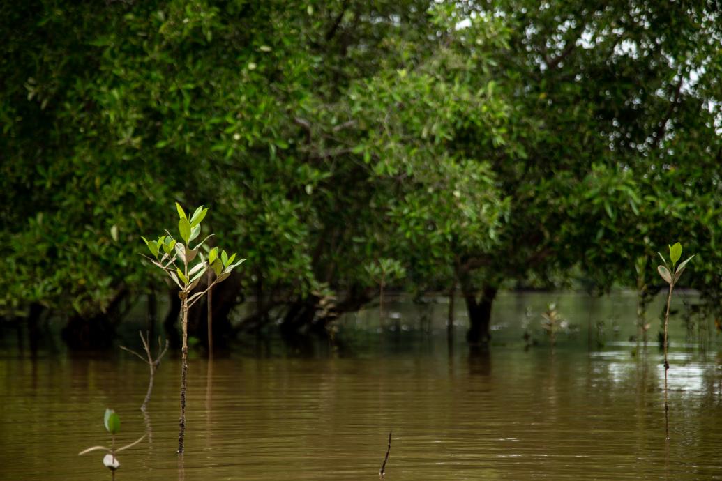 Manglar 04