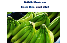 Nama musáceas